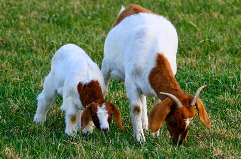 8. A grazing nannie goat and her look-a-like kid. - 30 Animals With Their Adorable Mini-Me Counterparts