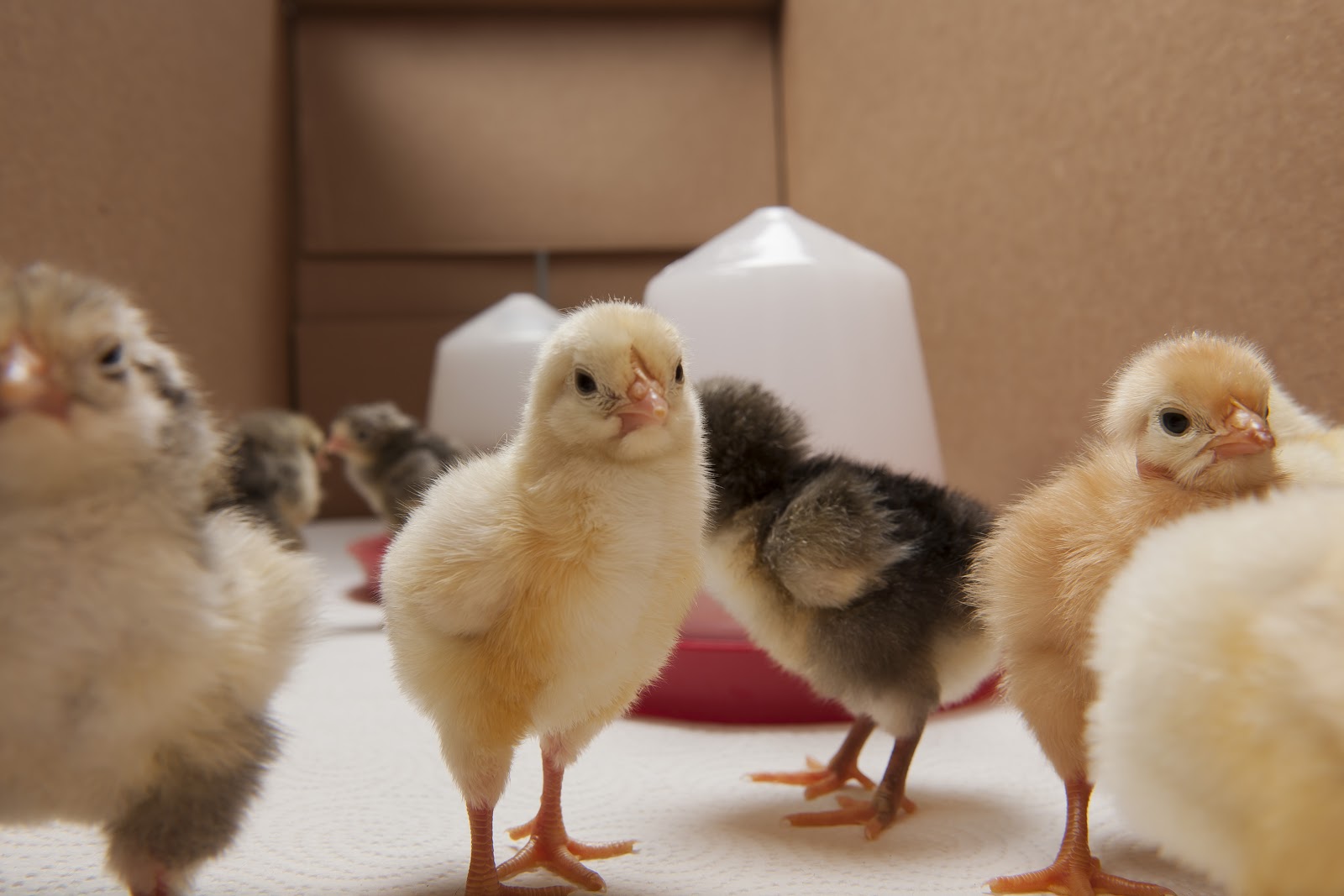 Premier Farm Diary Freshly Hatched Chicks!