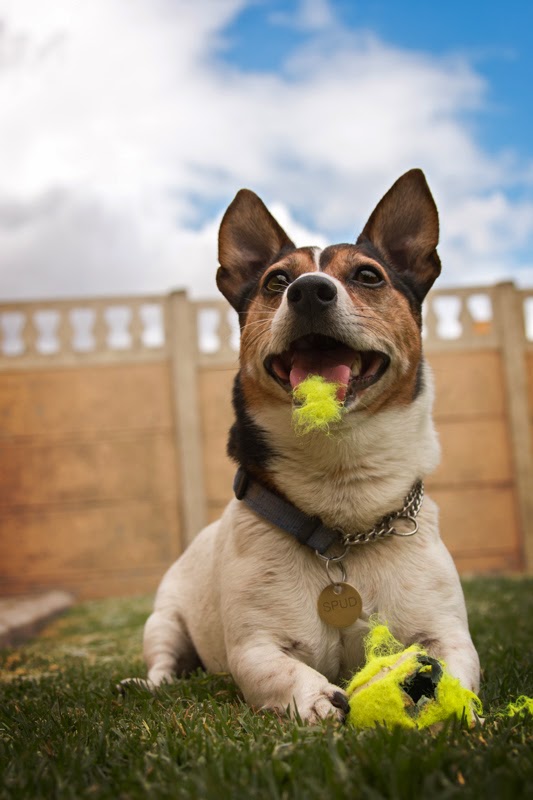 This blog is dog friendly . . .