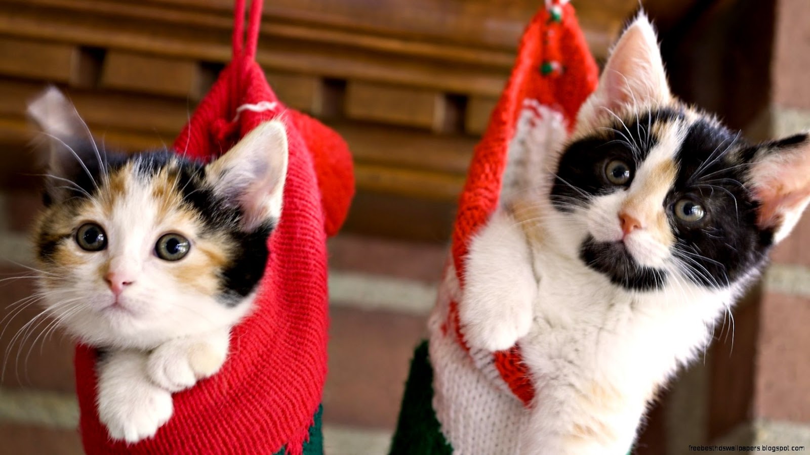 Fluffy Kitten Fluffy Kitten