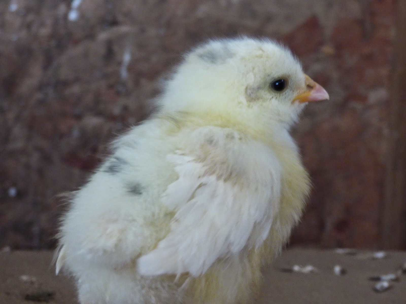 Ramblings from Fink Family Farm March 2015