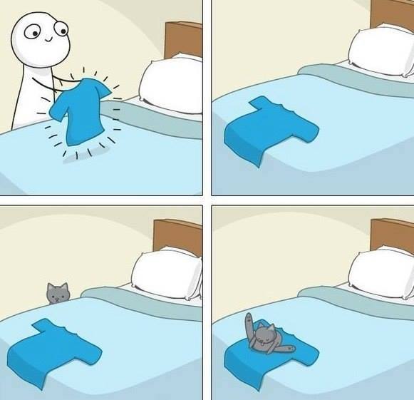 HUMOR FELINO