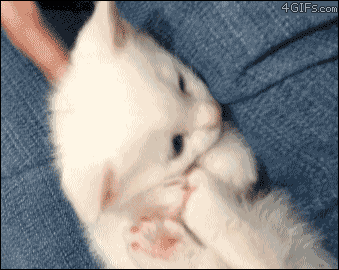 Funny cats - part 89 (40 pics + 10 gifs), cute kitten bites his own leg
