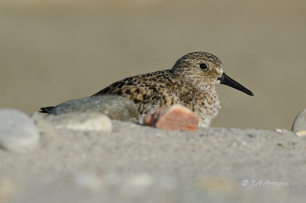 Correlimos tridactilo, Calidris alba, Sanderling Correlimos tridactilo, Calidris alba, Sanderling