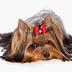Mira nombres para perros yorkshire macho y hembra