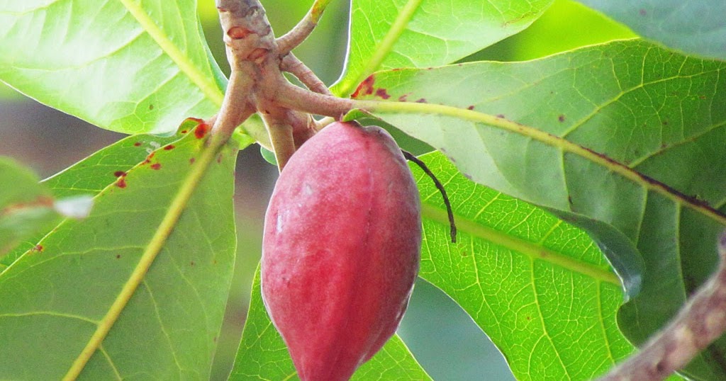 Cranium Bolts Almond fruit
