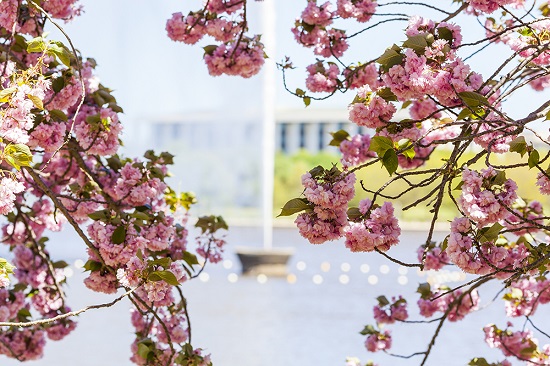 [Image: le-hoi-hoa-nuoc-Uc-9.jpg]