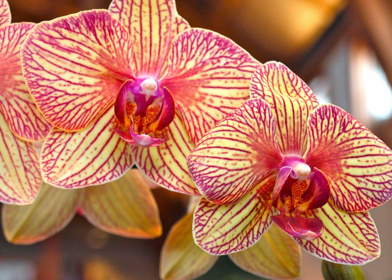 winter orchid gold color
