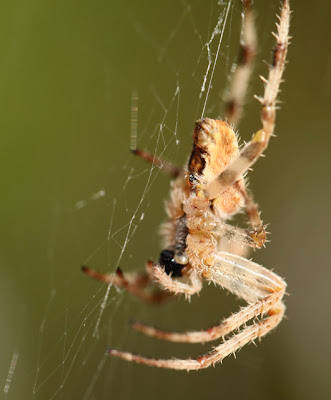 download madame spider download madame spider