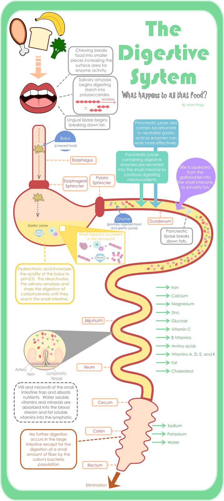 SNA NCCU A Journey Through the Digestive System