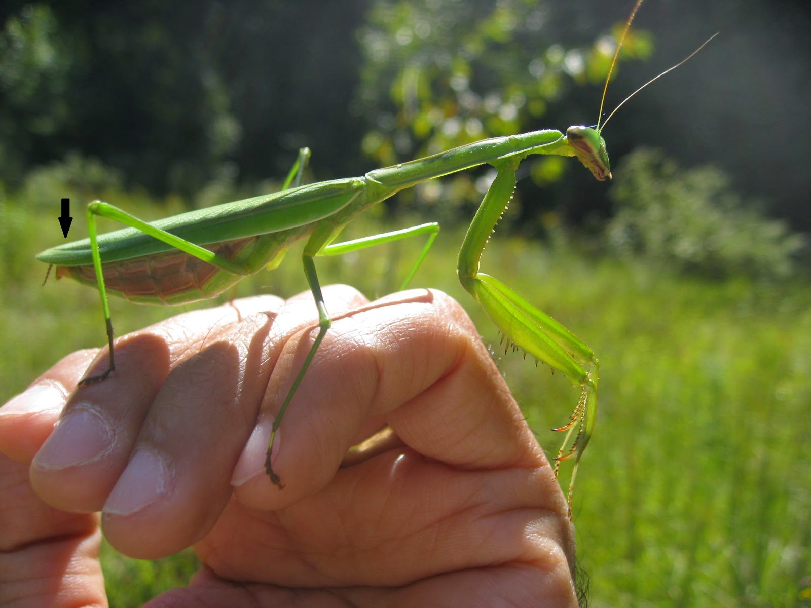 Capital Naturalist by Alonso Abugattas: A Tale of Two Mantis