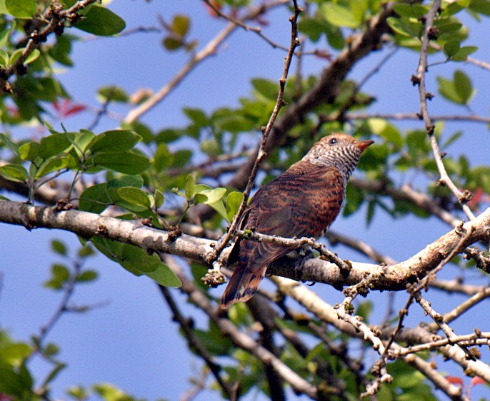 Penabahari Odisi Bersama Olympus Sewah Ungu Violet Cuckoo