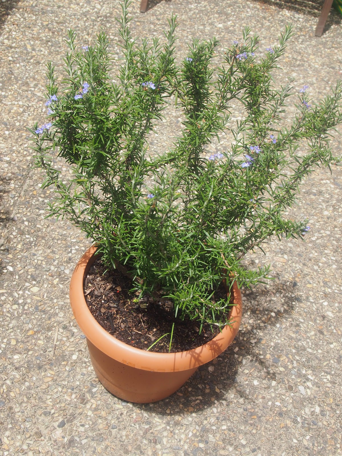 Flushed with Rosy Colour Flowering Potted Rosemary