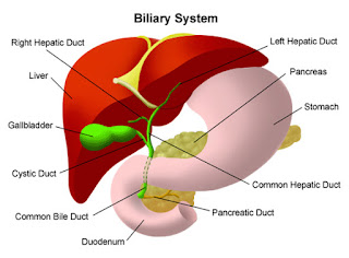 HEPATITIS A diseases