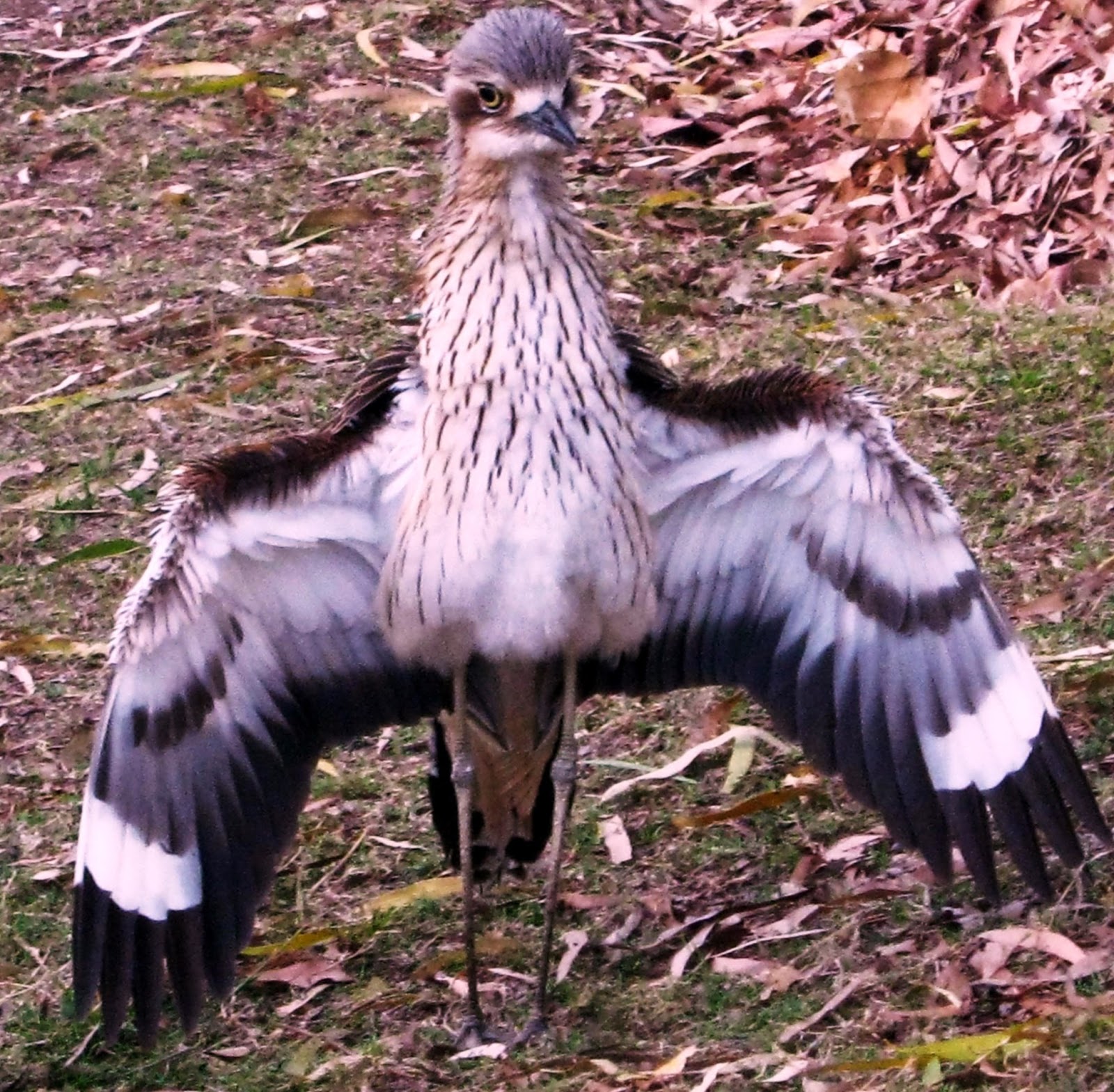 Little Darwin: CURLY CURLEW-THIS IS YOUR WAILING LIFE