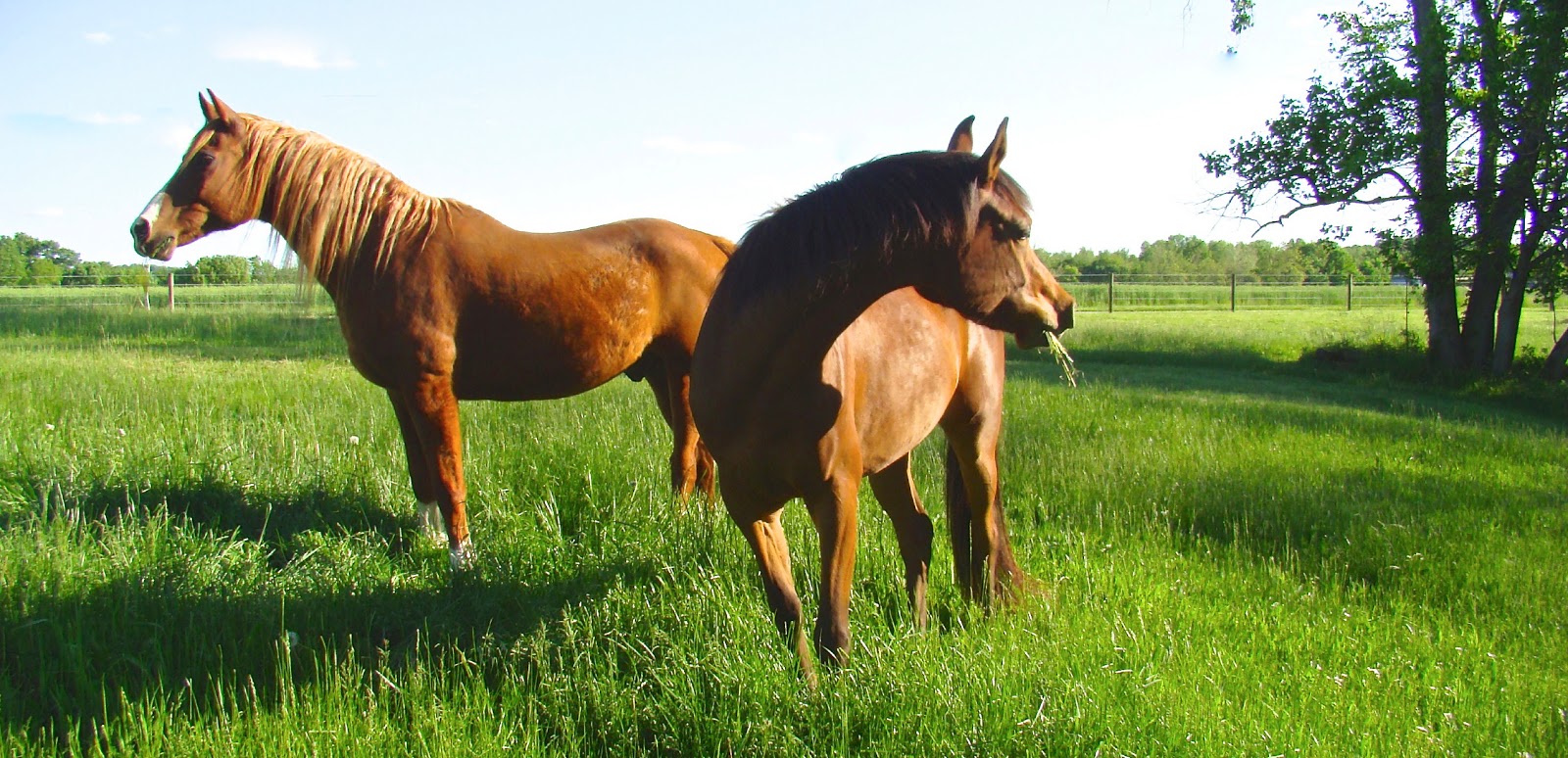 Gift Horse Farm Rites Of Spring