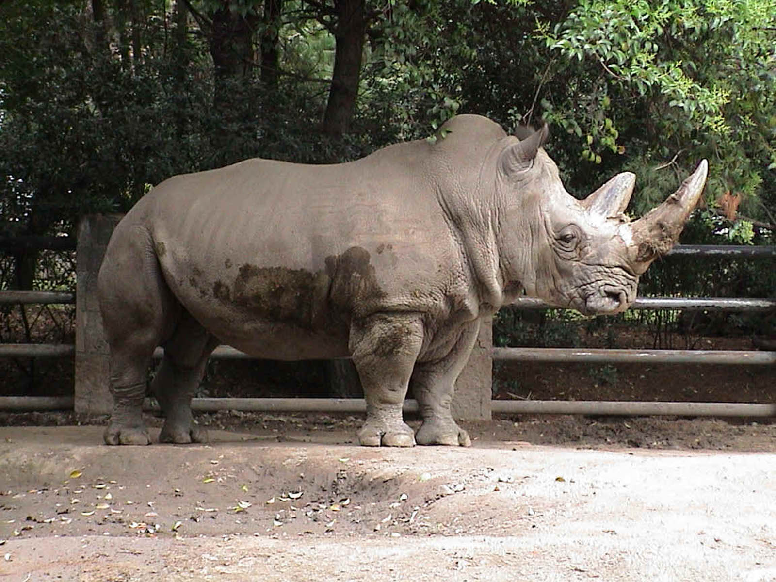 rhinoceros 7 free download rhinoceros 7 free download