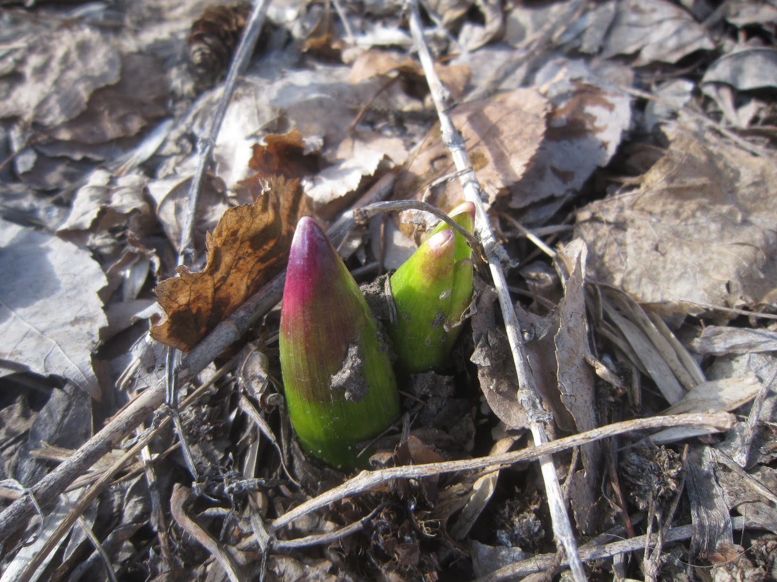 Chuck Does Art Identifying bulbs growing in early spring by shoots