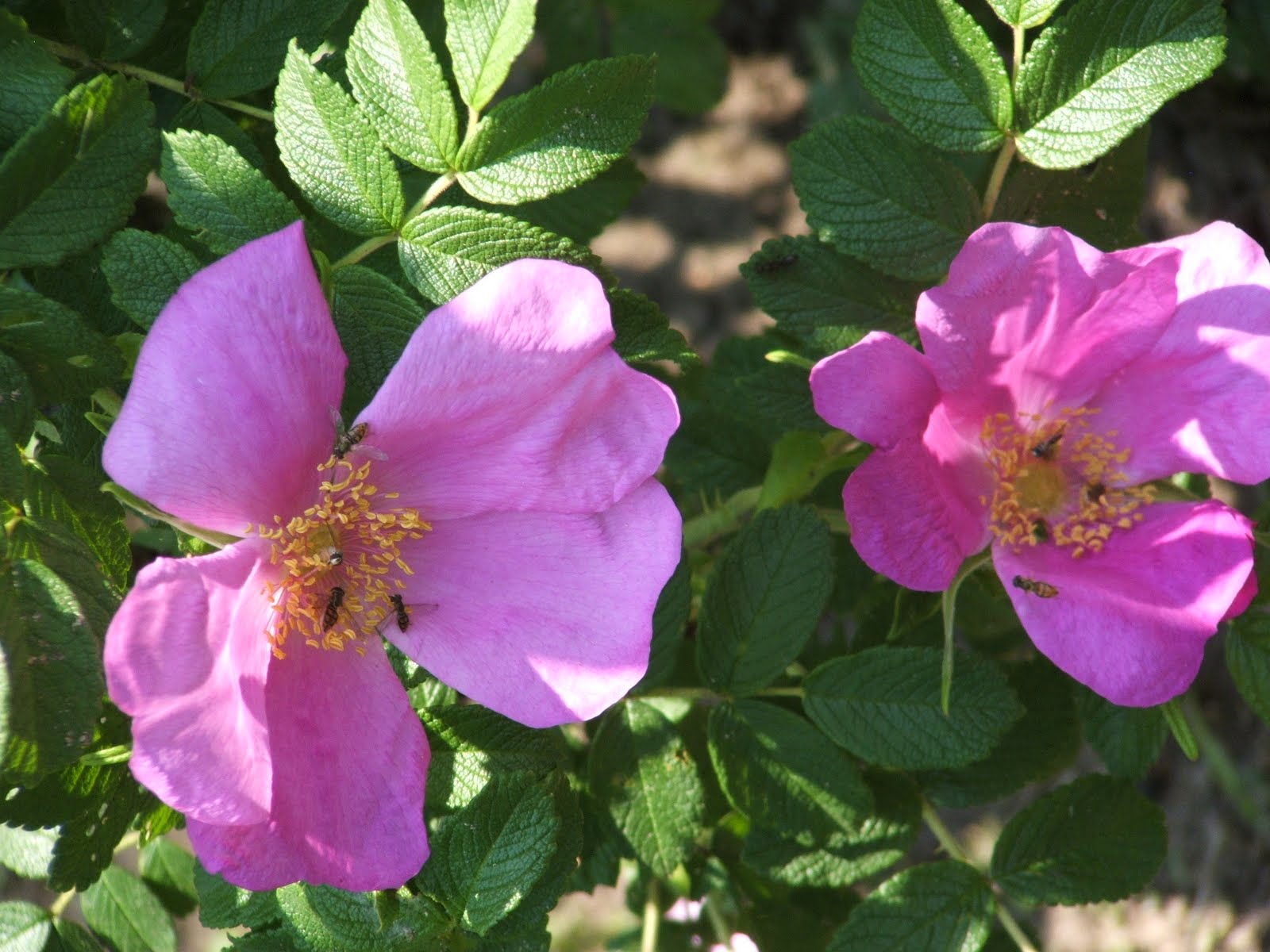 God's Growing Garden Planting Rose Hips