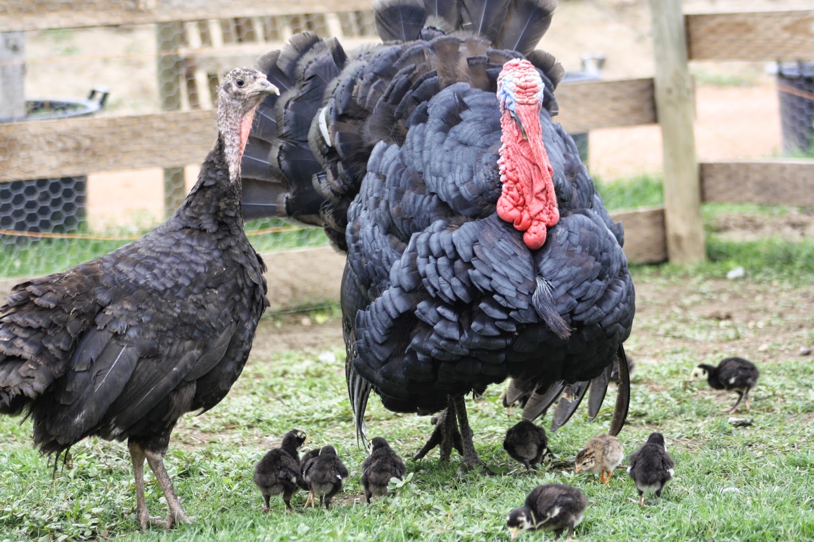 IRIS Y SUS ANIMALES NACIMIENTO DE PAVOS