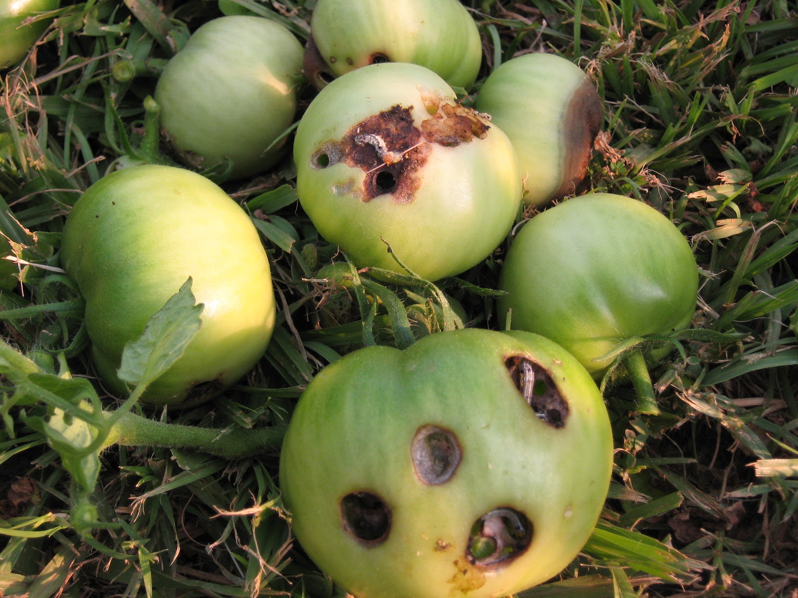 Cypress Hill Farm Happenings on the hill&hellip;&hellip;..