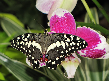 Black and White Butterfly