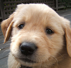 How To Stop Puppy Biting Problem How To Stop Puppy Biting Problem