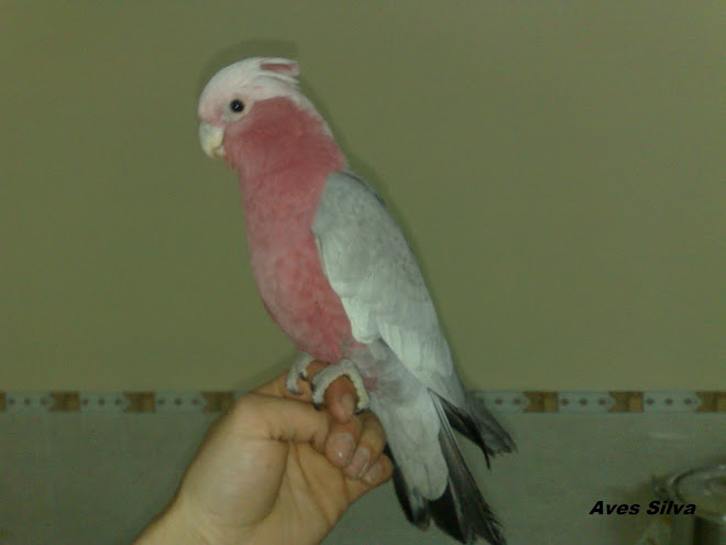 Galah