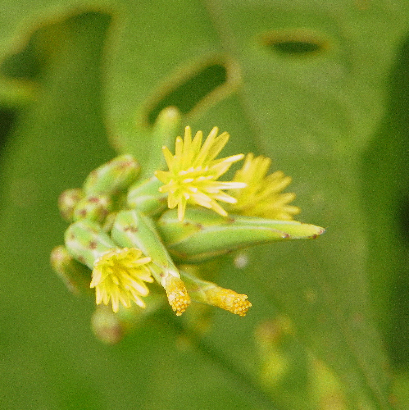 "What's Blooming Now" Wild Lettuce (Lactuca canadensis)