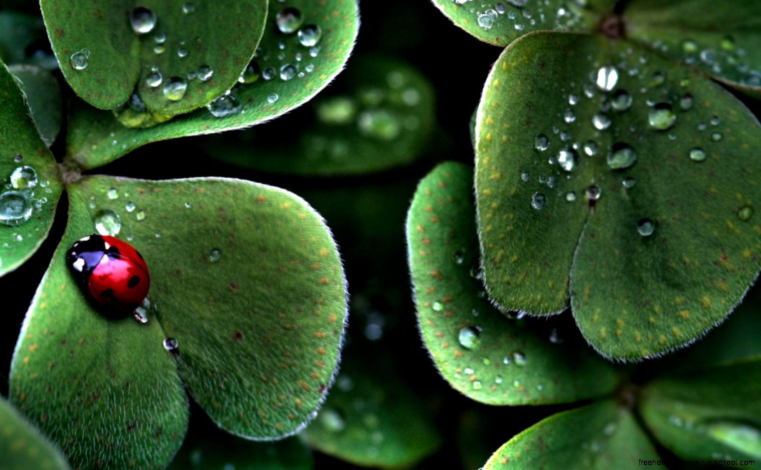 High Definition Wallpapers High Definition Wallpapers