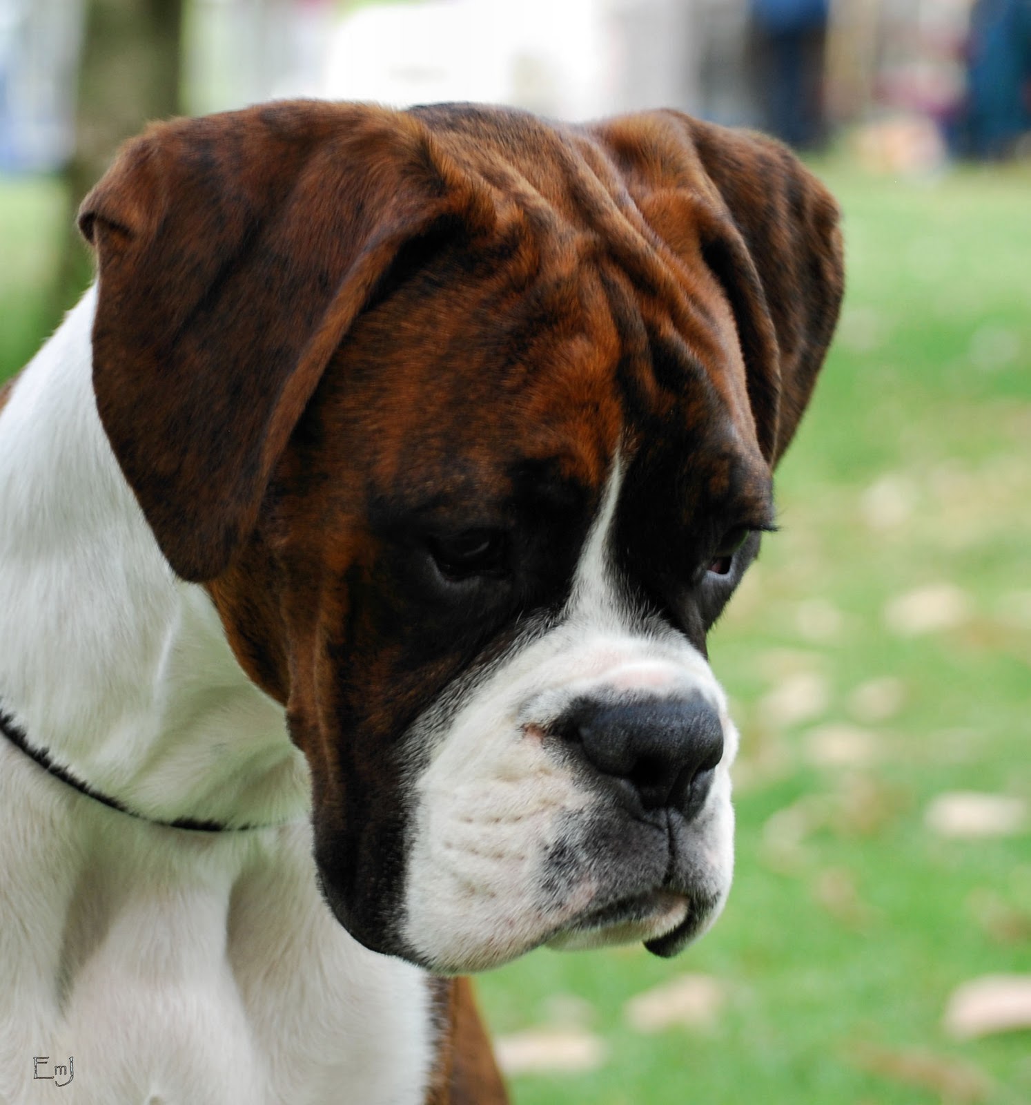 The Dog hd Wallpapers: Sad Boxer Dog hd wallpaper