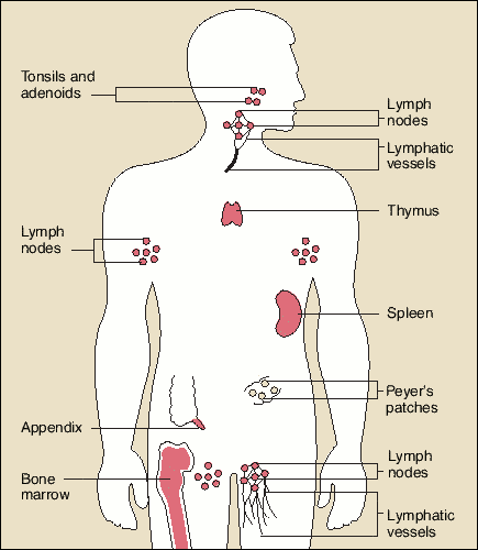 primary lymphoid organs