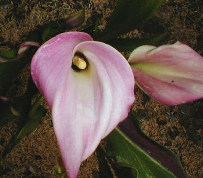 Calla Rubylite Pink