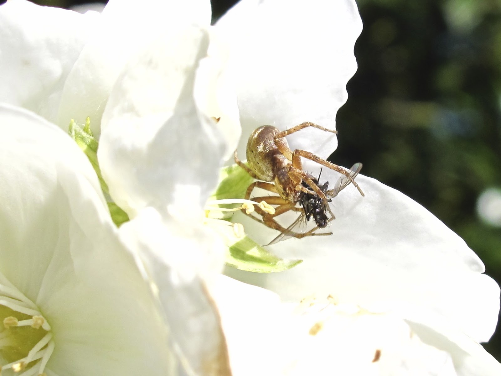 BugBlog Philodromidae running crab spiders