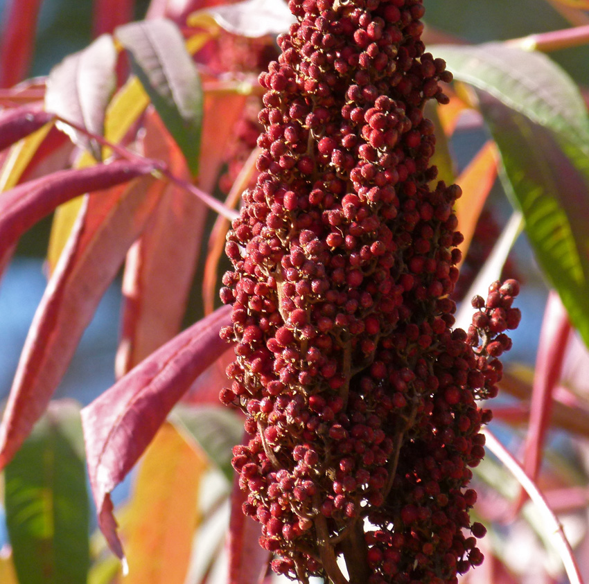 KY Natural Inquirer Sumac in the Fall