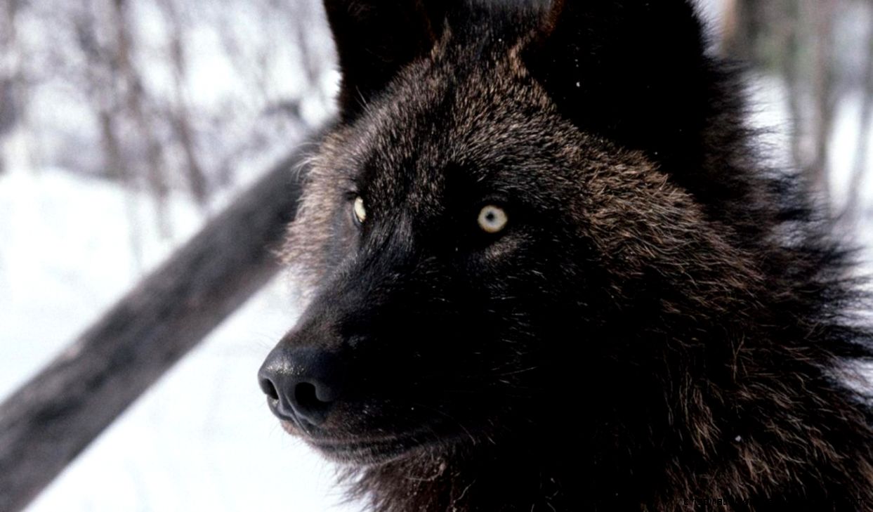 Black Wolf with Blue Eyes Black Wolf with Blue Eyes