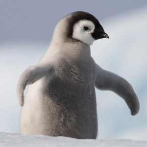 penguin copy
