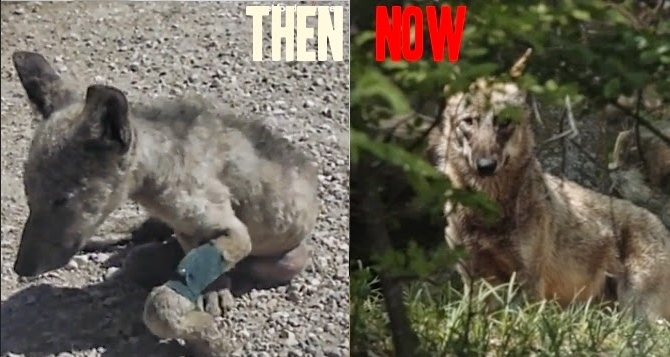 White Wolf : 5 Heartwarming Wolf Rescues That Will Restore Your Faith