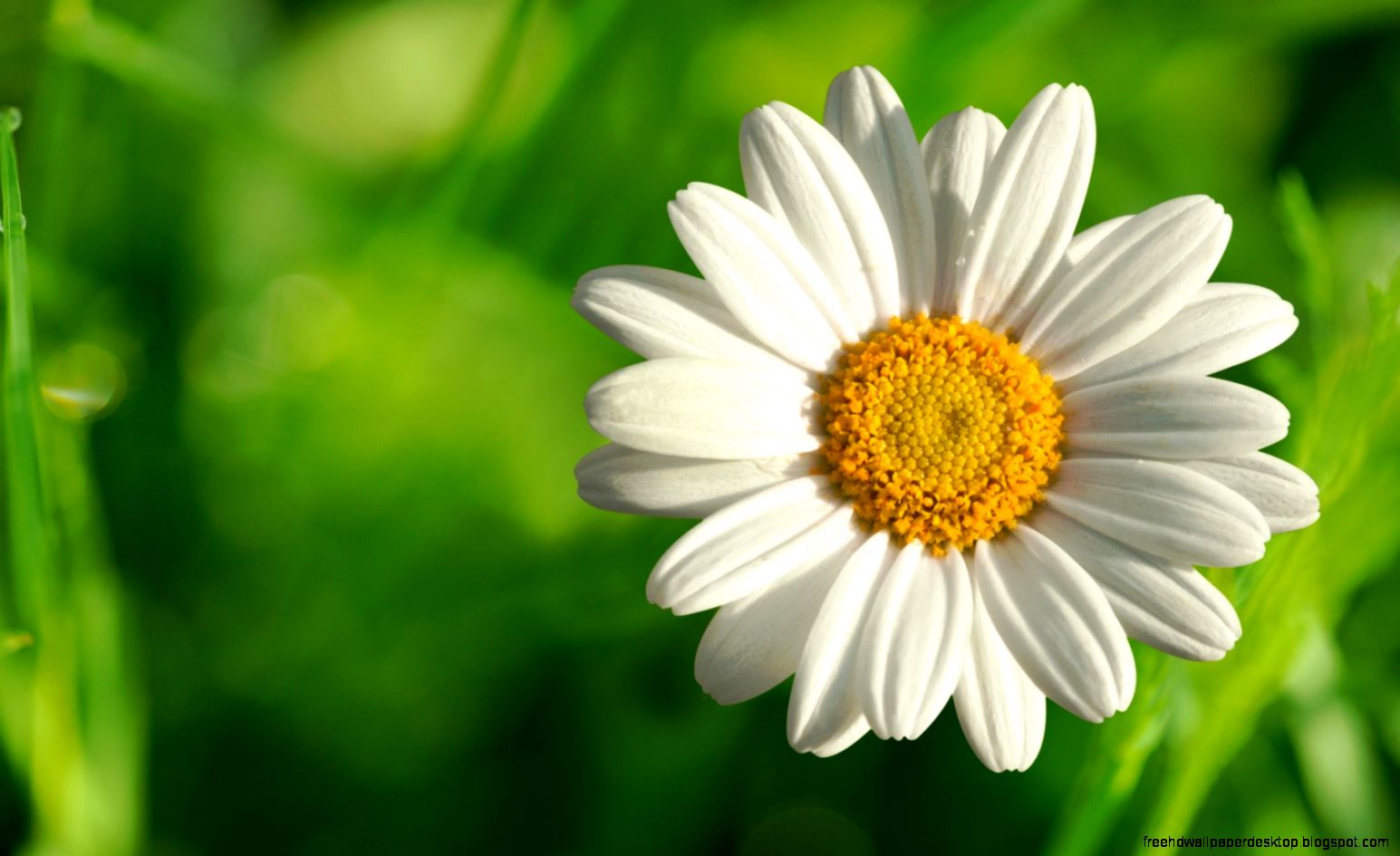 27 Lovely HD Chamomile Flowers Wallpapers 27 Lovely HD Chamomile Flowers Wallpapers
