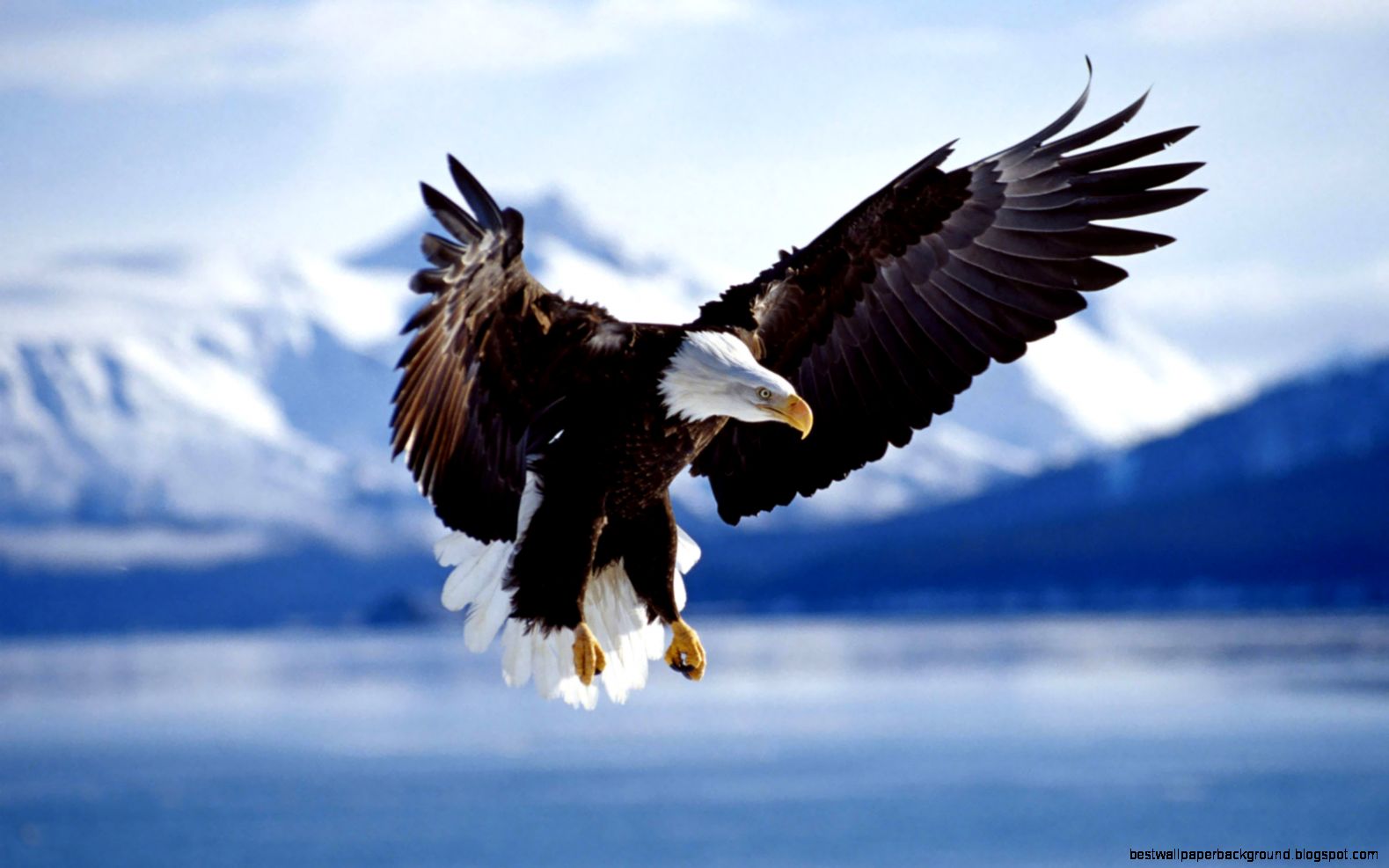 Bald Eagle HD Wallpapers Bald Eagle HD Wallpapers