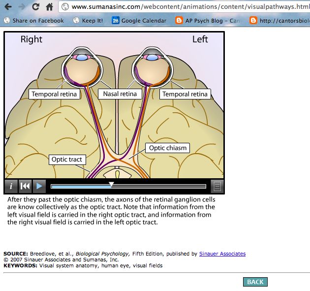 Mr. Cantor's AP Psychology Blog: Unit 4 - Sensation Animations about vision  - the retina and visual pathways