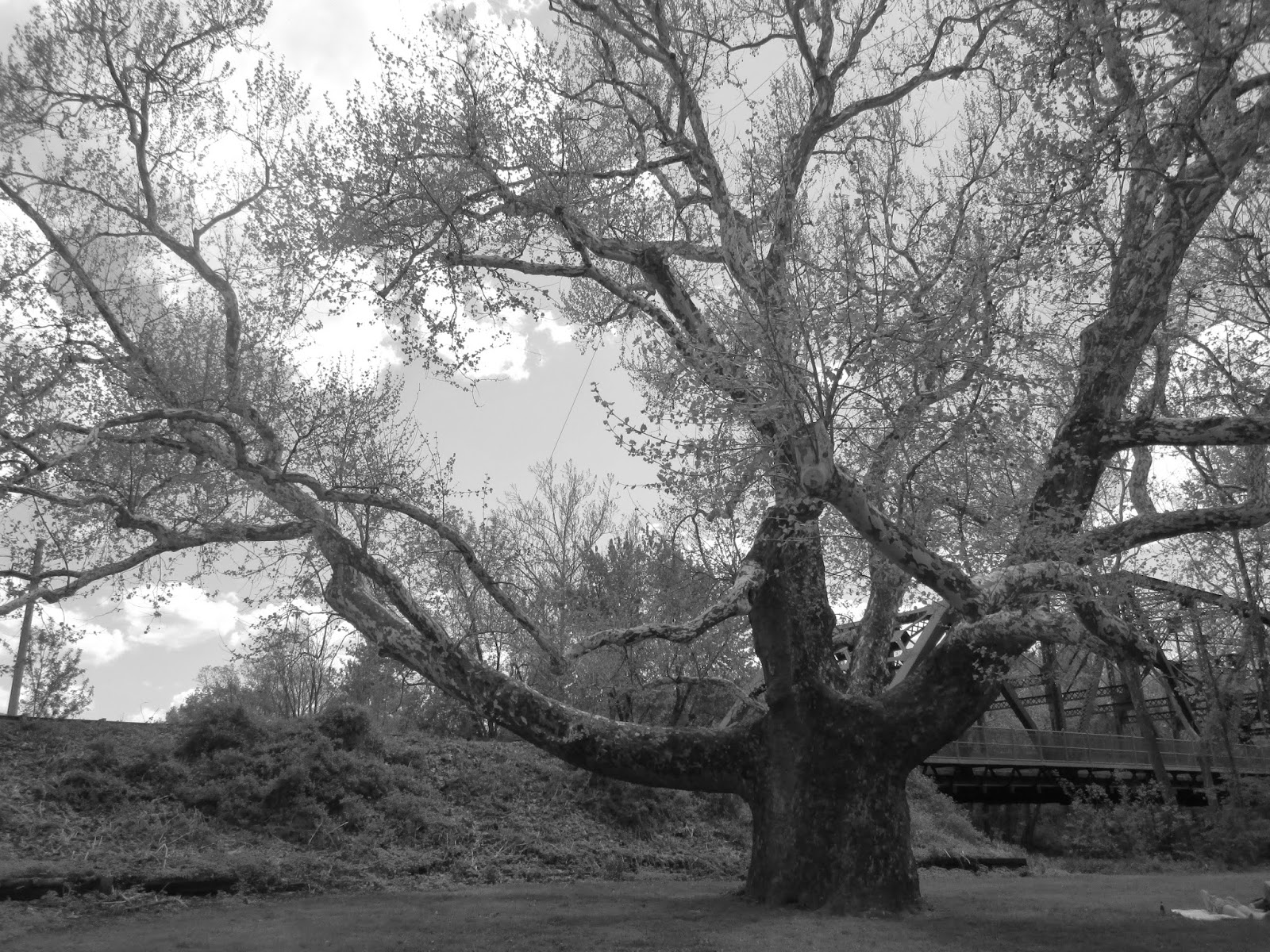 History & Pearls Farmington, CT