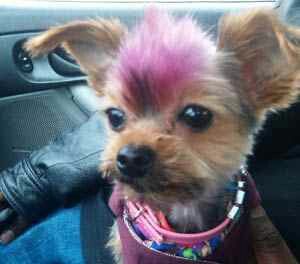 Coloring Yorkie\'s hair Coloring Yorkie\'s hair