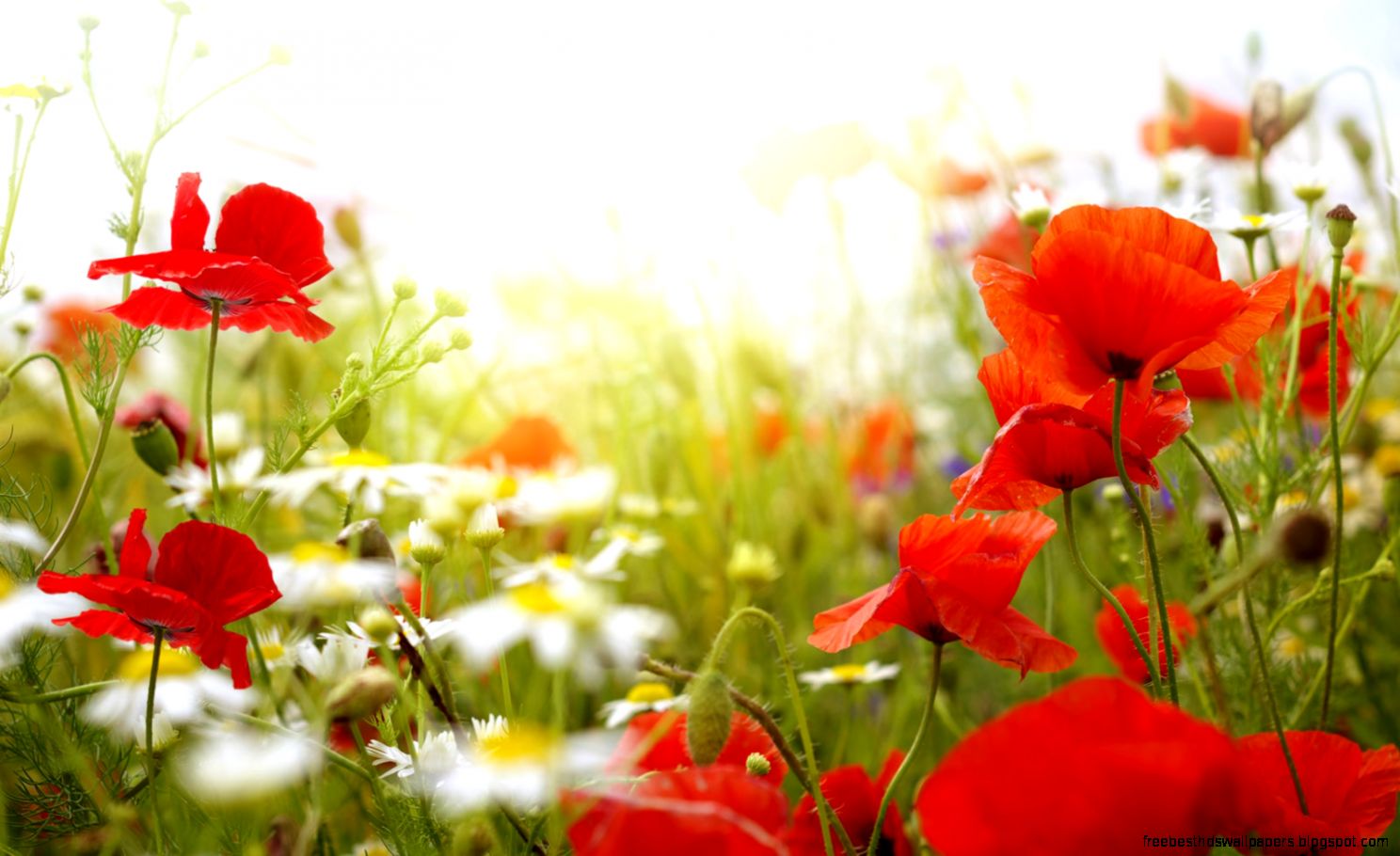 Spring Flowers Desktop Wallpaper amp PhotosNew Wallpapers Spring Flowers Desktop Wallpaper amp PhotosNew Wallpapers