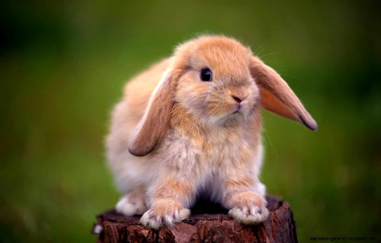 Cute Baby Bunny Rabbits