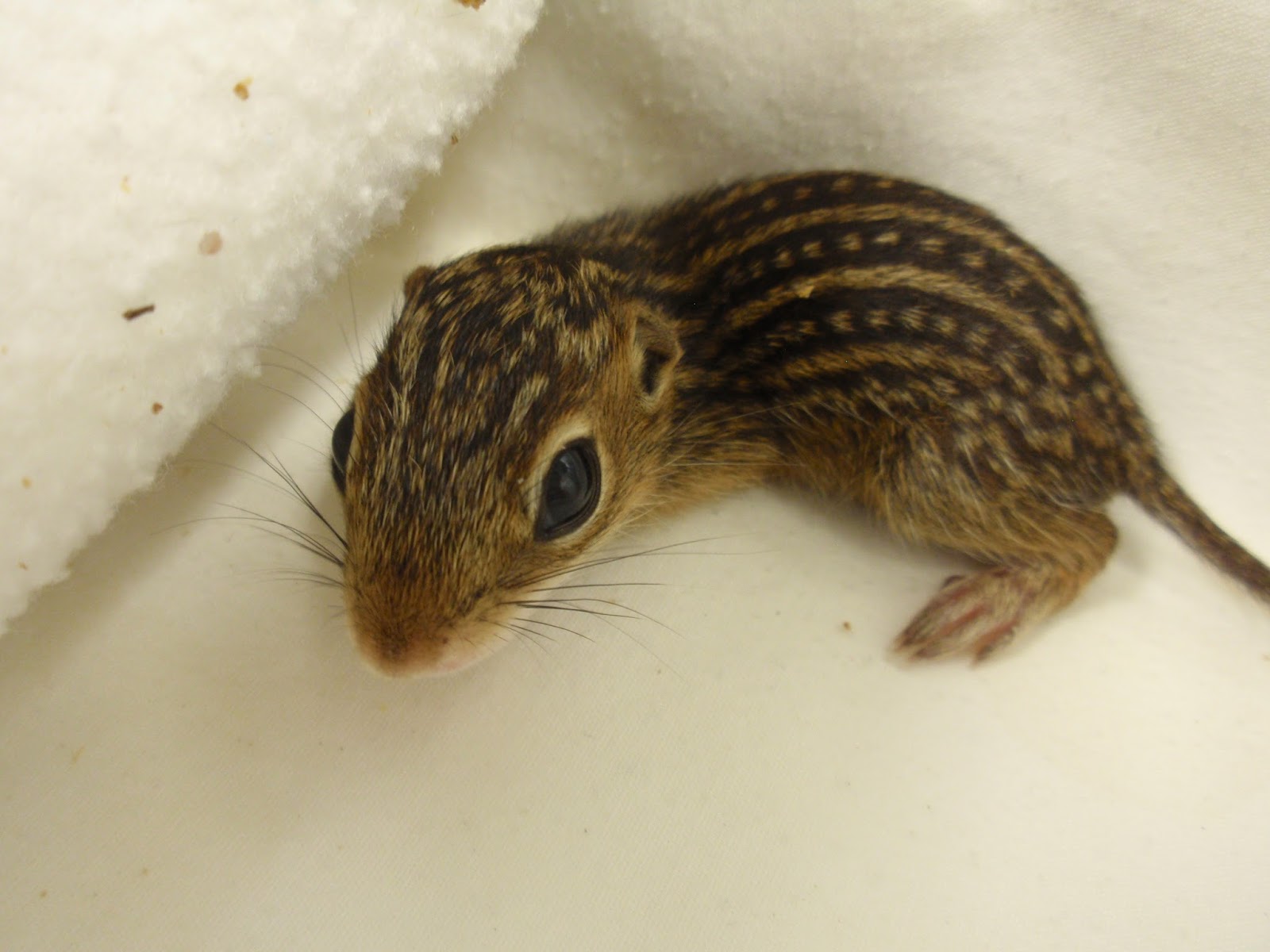 Wisconsin Wildlife Neighbors: Mammal Nursery Filled with 13-lined