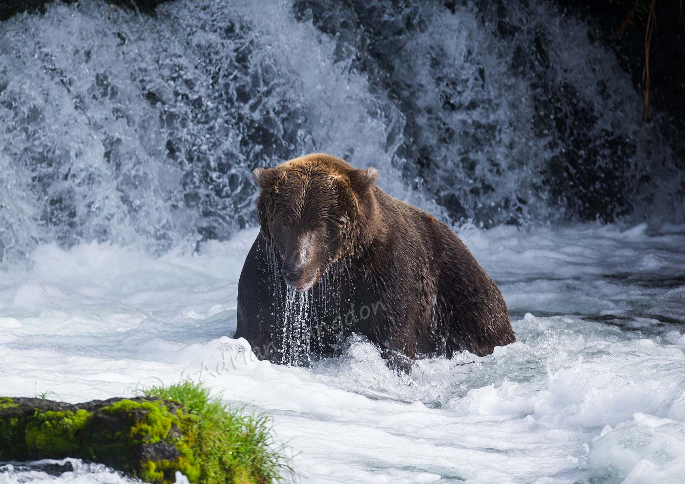 imagesnaturally! Alaska.. Alaskan Brown Bears at Brooks Falls