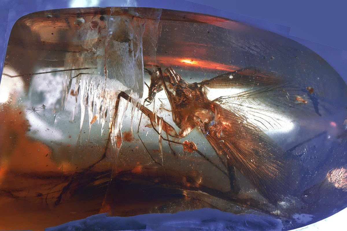 Species New To Science Paleoentomology 2015 Manipulator