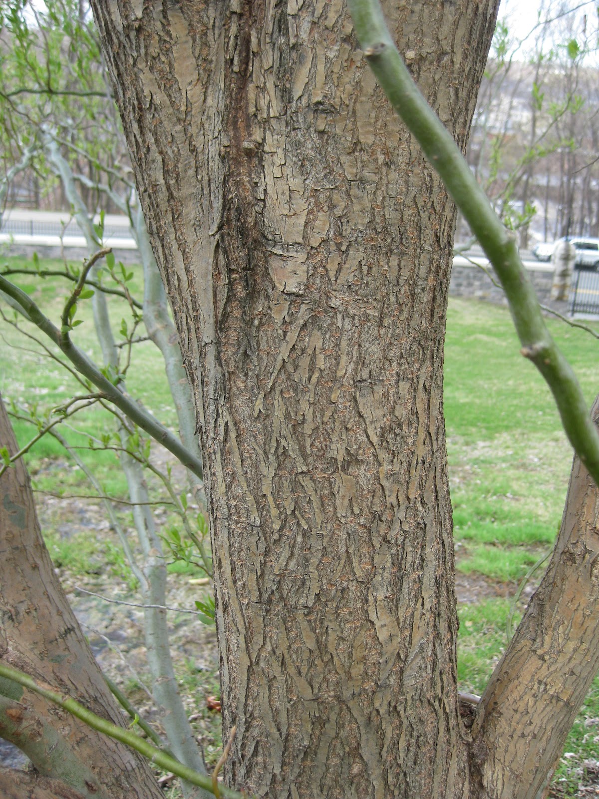 Trees Corkscrew willow
