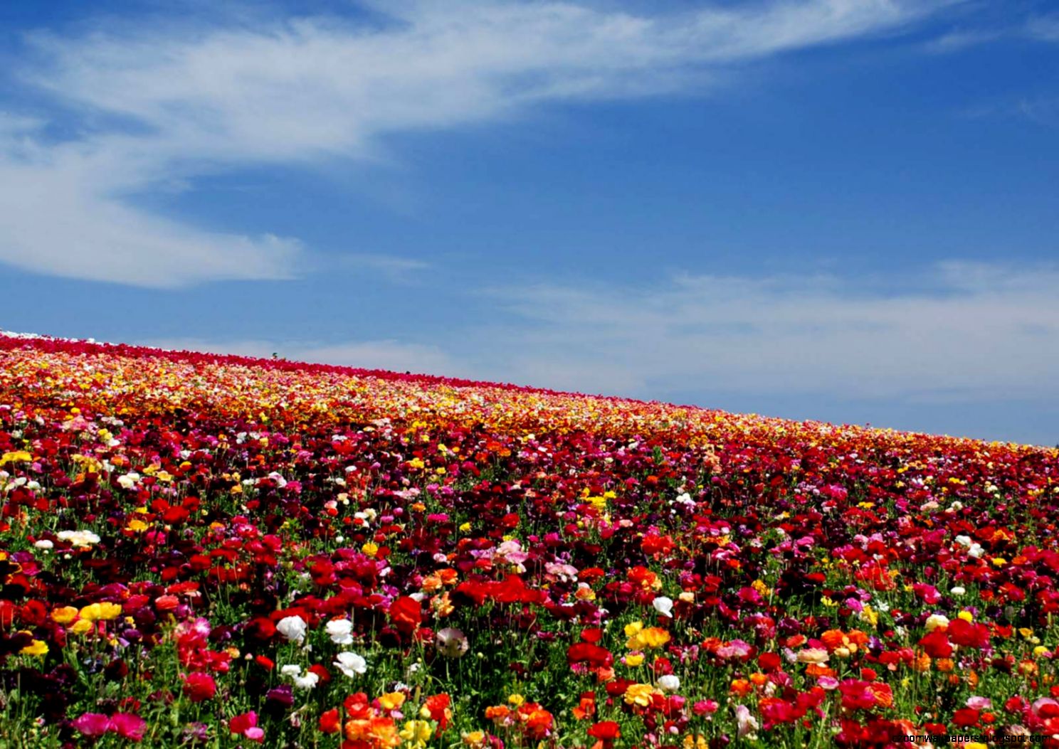 Carlsbad Flower Fields Flower Image Directory Flower Image Carlsbad Flower Fields Flower Image Directory Flower Image